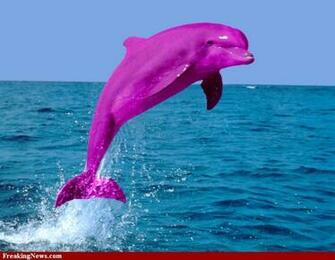 Pink Dolphin Pictures Strange Pics Freaking
