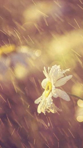 Flower iPhone Plus Wallpaper HD