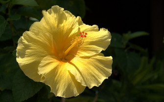 Flowers Hibiscus Wallpaper HD