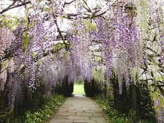 Pink Wisteria Wallpaper