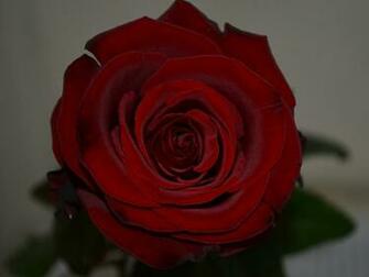 Flowers For Flower Lovers Rose HD Desktop Wallpaper