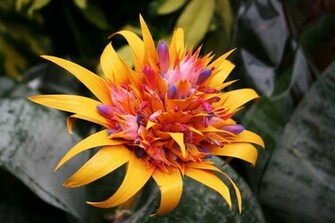 Tropical Flowers Wallpaper Flower