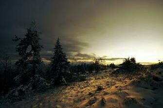 Snow Trees Winter Pine Spruce Sunset Clouds Wallpaper