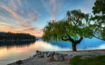 Willow Tree HDr Wallpaper Wallpaperz Co