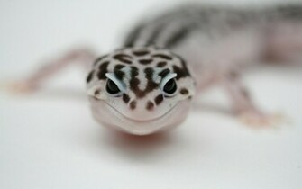 Leopard Gecko HD Wallpaper Background