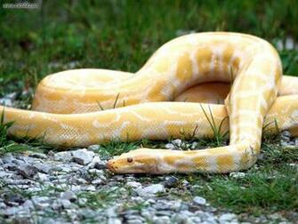 Albino Snake Fc Sasuke A Orochimaru