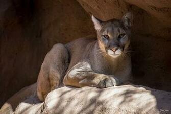 Animal Cougar Wallpaper