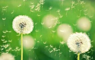 Wallpaper Macro Flowers Nature Green Background Dandelion