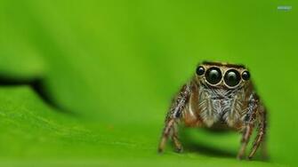 Aljanh Net Wallpaper Insects Pixel