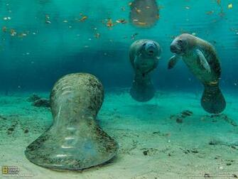 Manatee Picture Underwater Wallpaper National