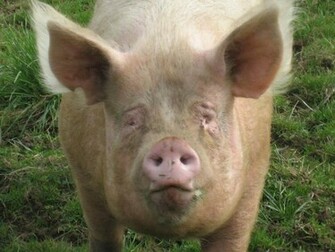 Funny Pig Wallpaper