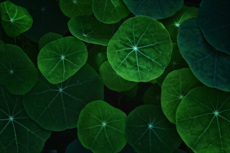 Leaf 1440p Resolution HD 4k Wallpaper Image Photos And Picture