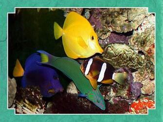 Tropical Fish Wallpaper
