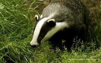 HD Wallpaper Badger