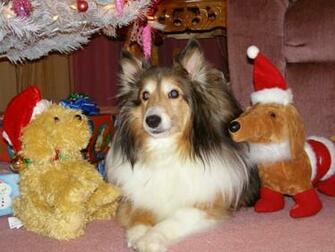 My Christmas Pets Wallpaper