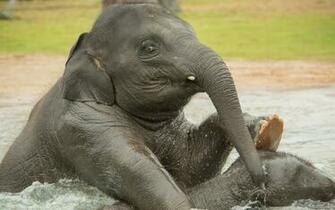 Elephant Bathing In The Water Wallpaper And Image