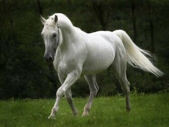 White Horse Desktop Wallpaper Pictures