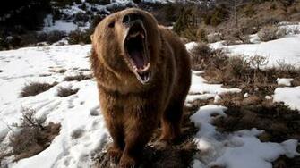 Oso Grizzly Airado Wallpaper