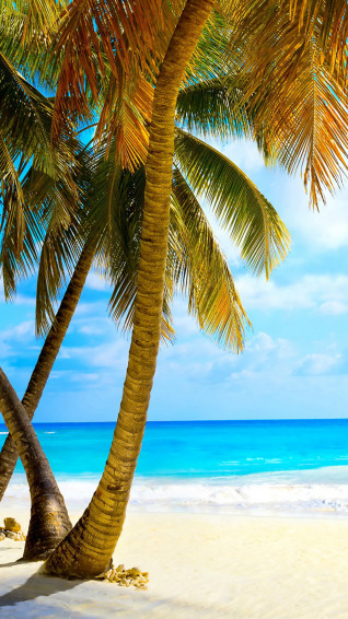 Beach Palm Trees Wallpaper