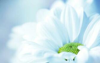 Description Flower Wallpaper Light Blue Chrysanthemums