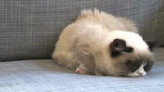 Grumpy Cat Pictures HD Desktop Wallpaper