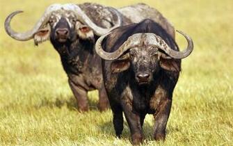 Amazing African Animals Safari Game Hunting