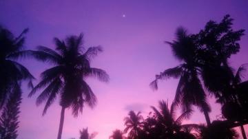 HD Wallpaper Coconut Trees Colorful Purple Background Palm
