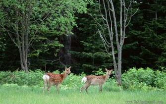 Beside The Forest Animal Wallpaper