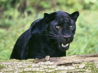 Black Leopard Wallpaper Zoom