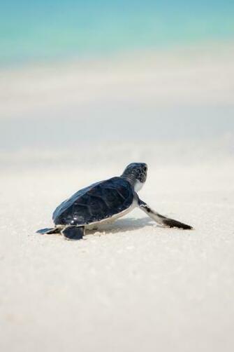 Turtle Pictures Image