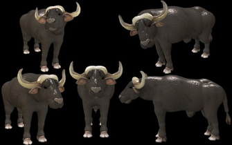 Cape Buffalo Transparent Background Png Mart