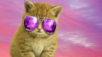 Cool Cat For Luna High Quality And Resolution Wallpaper