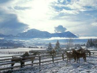 Horses In Winter Wallpaper Stock Photos