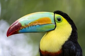 Animal Toucan Wallpaper