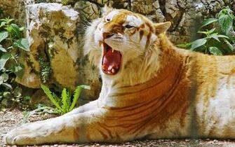 Liger Wallpaper On