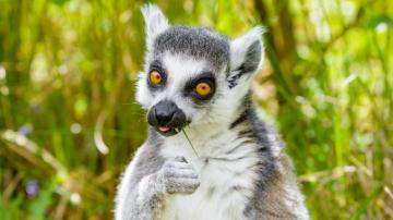 Wallpaper Lemur Funny Cool Grass Eat Animal