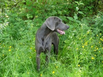 Blue Weimaraner Widescreen Wallpaper Dogbreedswallpaper