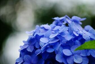 Hydrangea Computer Wallpaper Desktop Background Id