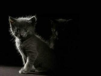 Kittens In The Dark Desktop Pc And Mac Wallpaper