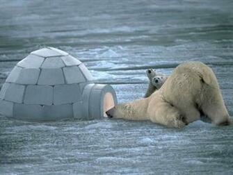Polar Bear Igloo Screensaver Screensavers