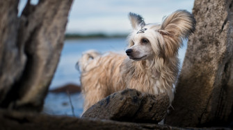 Picture Chinese Crested Dog White Animal