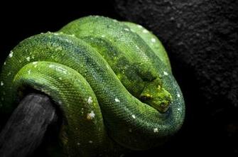 Green Tree Python Snake Wallpaper Background