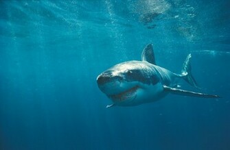Wallpaper Box The Great White Shark Hi Def