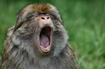 Funny Picture Of Monkeys High Definition Widescreen Wallpaper