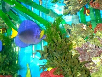 Tropical Fish Wallpaper