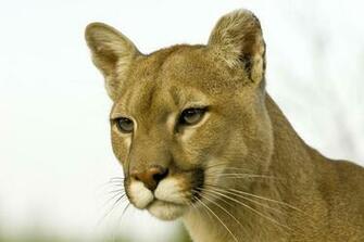 Hq Profile Of A Cougar Montana Wallpaper