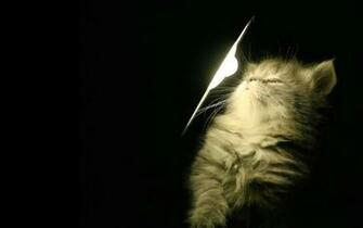 Christmas Cat Cats Wallpaper Animals Background