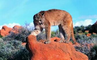 Imagenes Wallpaper Gratis Animales Fondos De Pantallas HD
