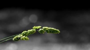 Wallpaper Simple Background Nature Minimalism Grass Branch