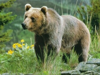 Black Bear Running On Beautiful Grass Ground Wallpaper Pictures